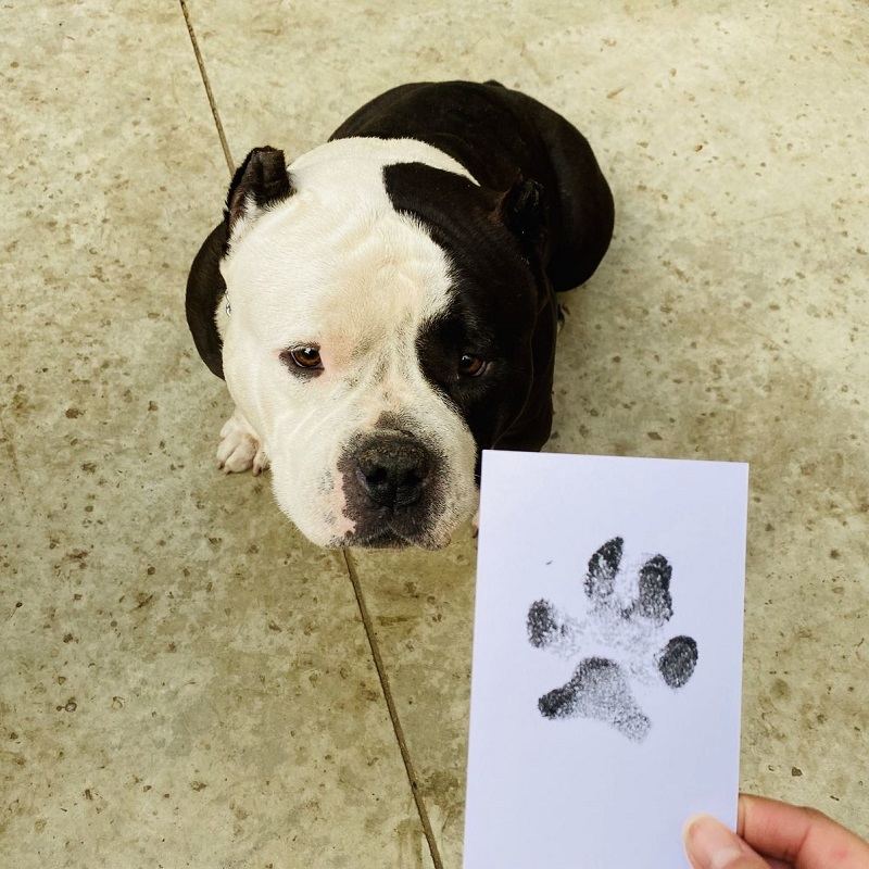 Pet Paw Prints Ink Pad Bezpečný Netoxický Suvenýr S Dlouhou Životností