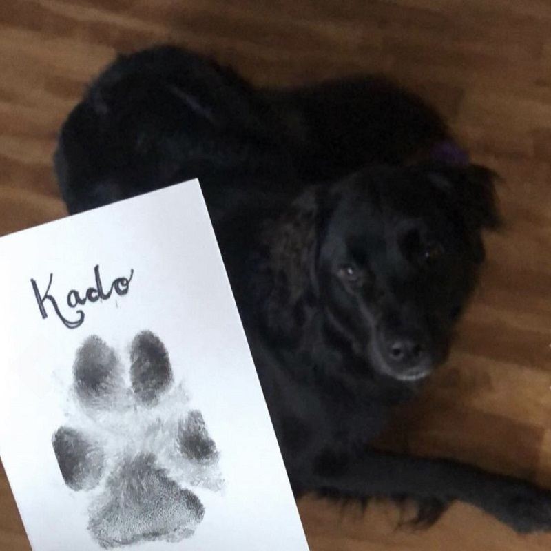 Pet Paw Prints Ink Pad Bezpečný Netoxický Suvenýr S Dlouhou Životností