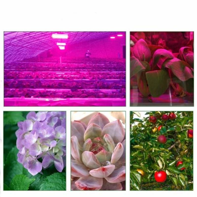 30w/50w/70w Vysoce Výkonný Full Spectrum Led Grow Cob Světelný Čip Pro Rostliny Zelenina Ac110v/ac220v