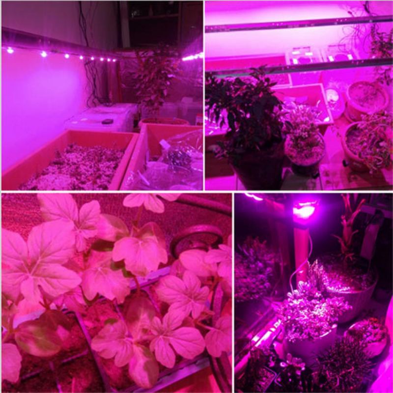 30w/50w/70w Vysoce Výkonný Full Spectrum Led Grow Cob Světelný Čip Pro Rostliny Zelenina Ac110v/ac220v