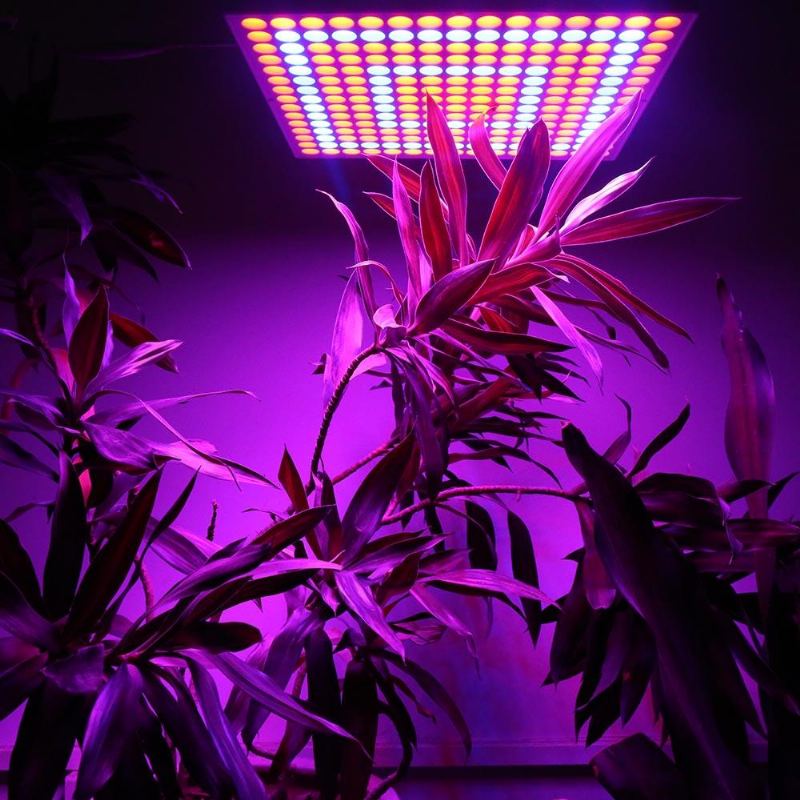 45w 200w Reflector Cup Full Spectrum Led Grow Lights For Tent Box Indoor Skleník