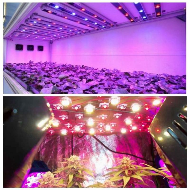 50ks 3w 380nm-840nm Full Spectrum Led Plant Grow Light Chip Pro Zahradu 3.0-3.4v