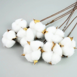 Přirozeně Sušené Květy Bavlny Bílé Domácí Dekorativní Umělé Květinové
