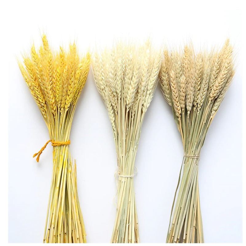 Skutečné Pšeničné Klasy Květinová Dekorace Přírodní Sušené Květiny Pro Svatební Párty