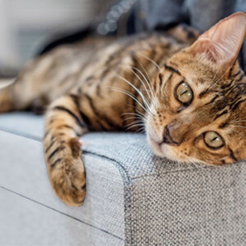 Focuspet Pet Scratch Tape Deterrent 4" X 33 Yards (33% Širší) Nábytkové Chrániče Od Cats Cat Training Pad Oboustranné Nábytku